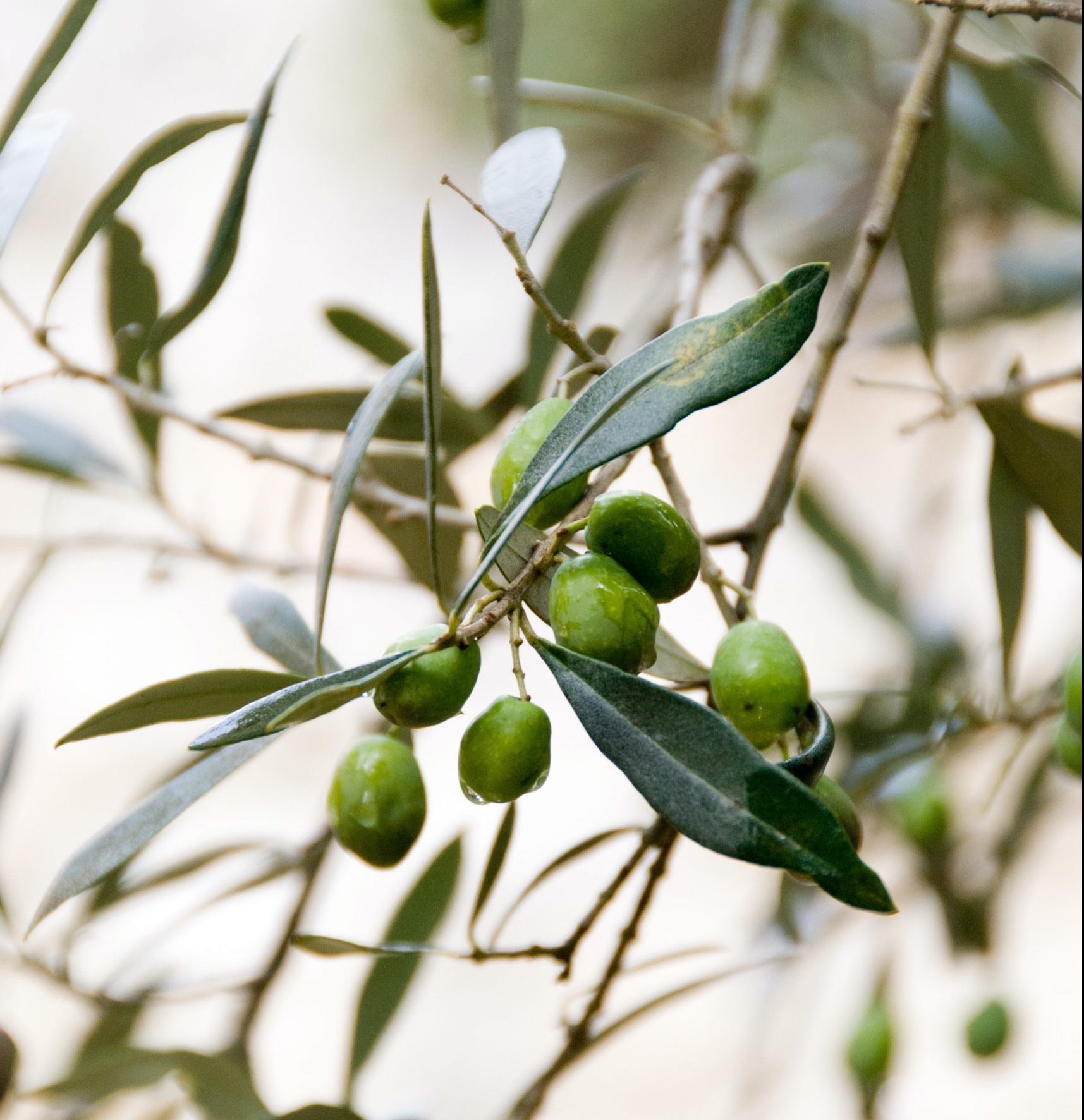 Ramas del árbol del olivo con acceitunas verdes